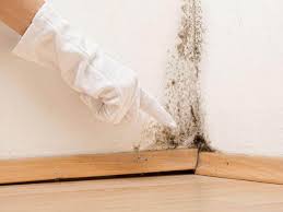 Best Mold Prevention Services in USA